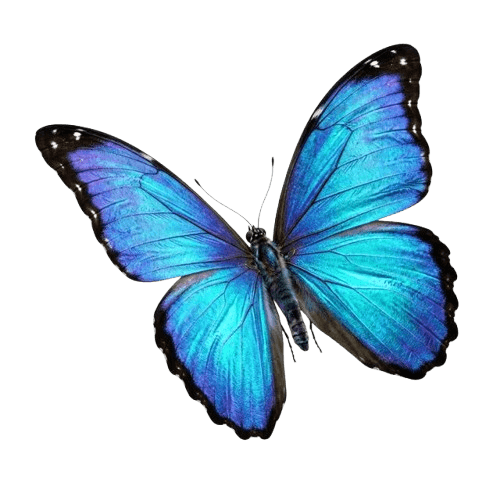 Alive Morpho Blue Butterfly Flying