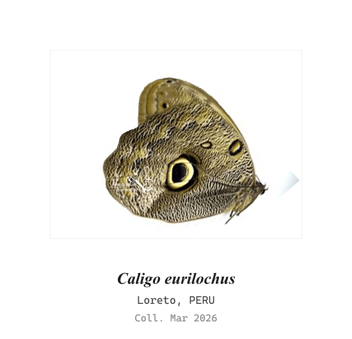 Forest Owl Butterfly