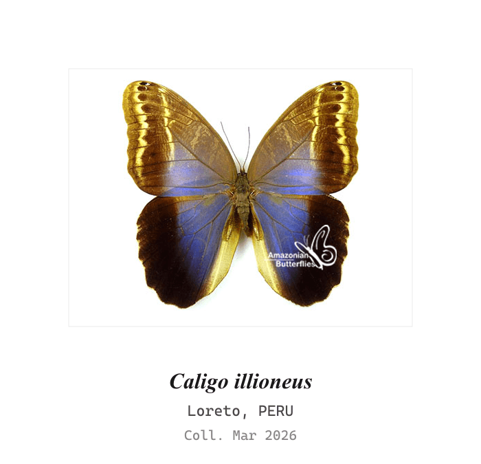 Illioneus Owl Butterfly