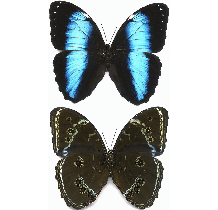 Achilles Morpho