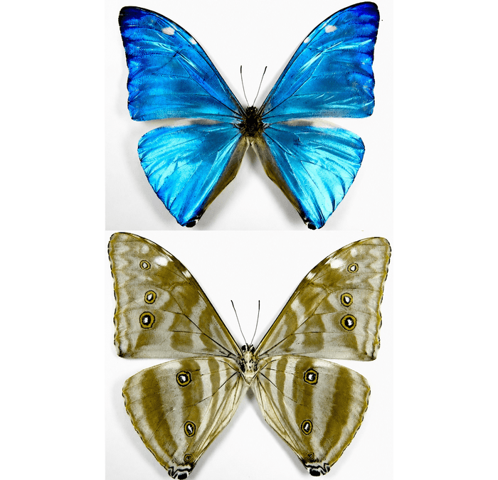 Adonis Morpho