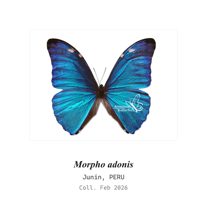 Morfo Adonis