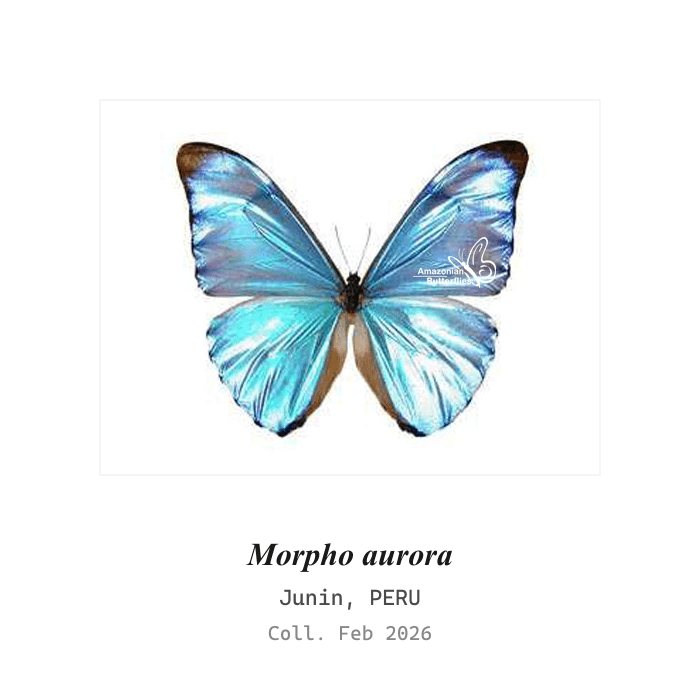 奥罗拉闪蝶 (Morpho aurora)
