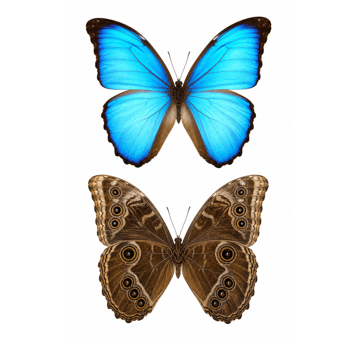 Cisseis Morpho