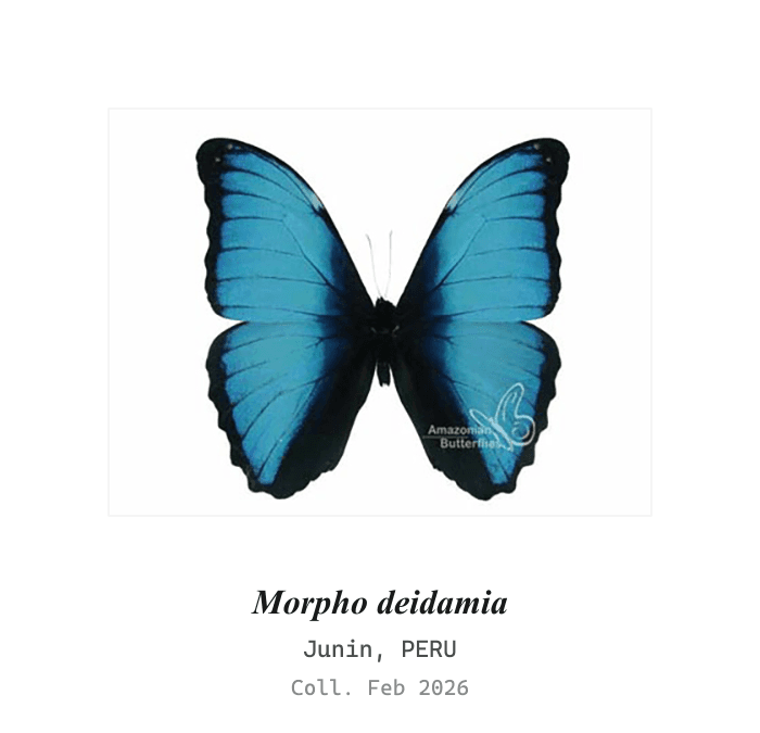 Deidamia 闪蝶