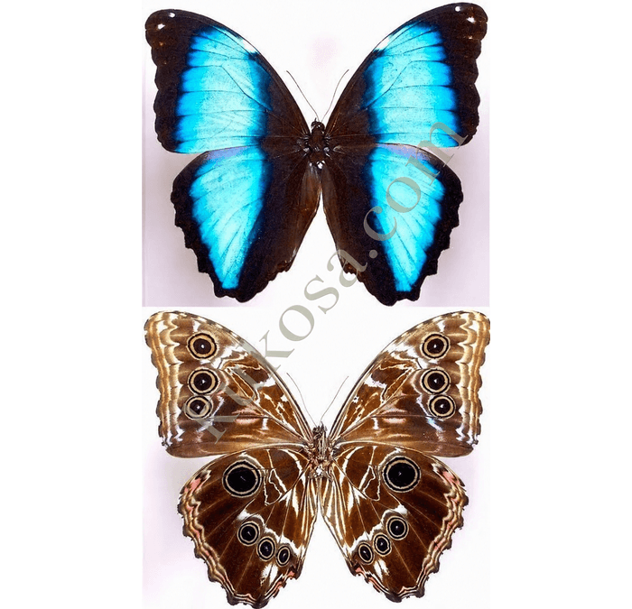 Deidamia Morpho