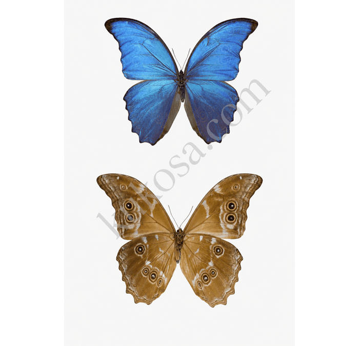 Giant Blue Morpho