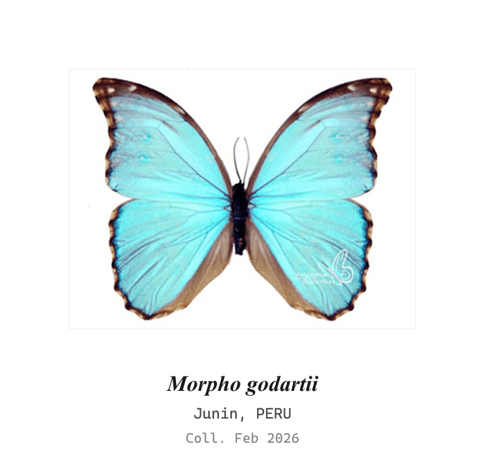 Morfo de Godart