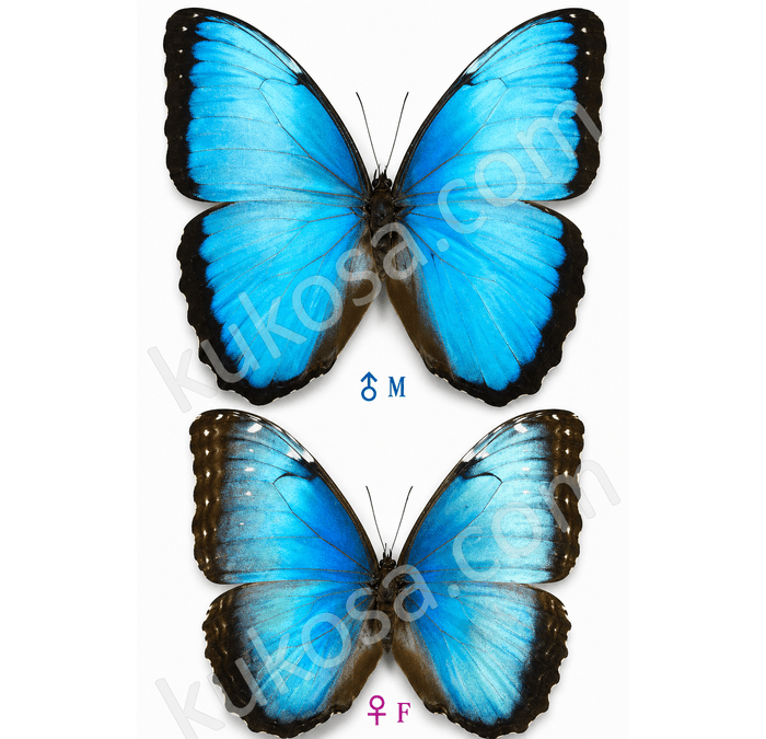 Common Blue 闪蝶