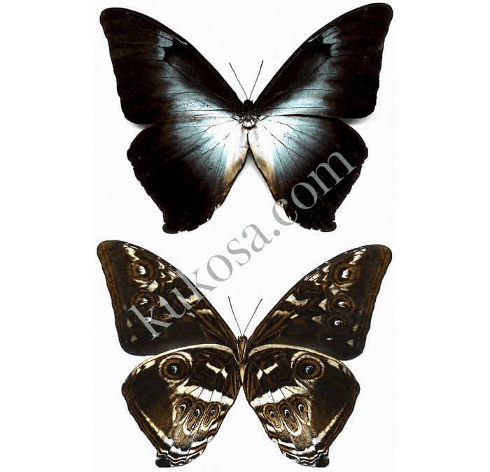 Gahua Blue Morpho