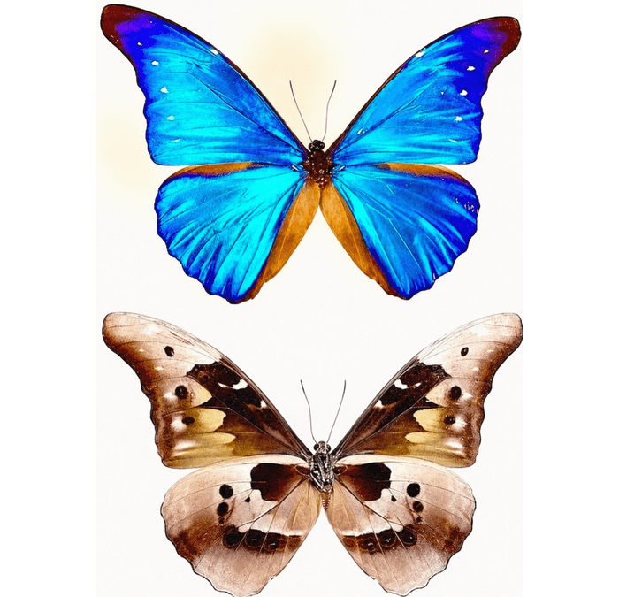 Cacica Morpho