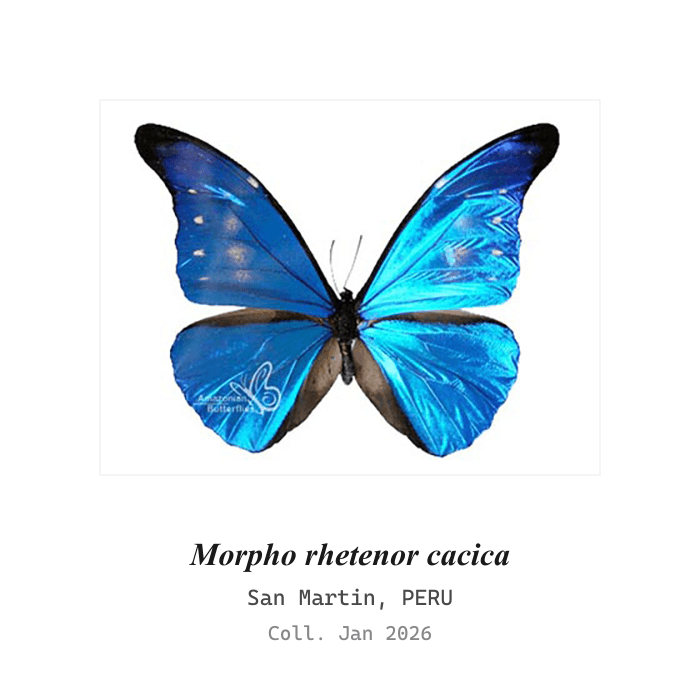 Cacica Morpho