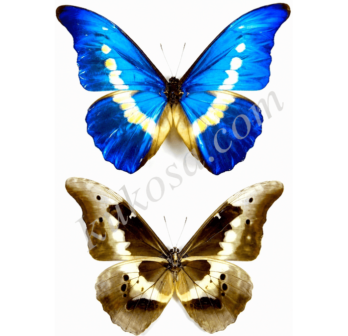 Helena Morpho