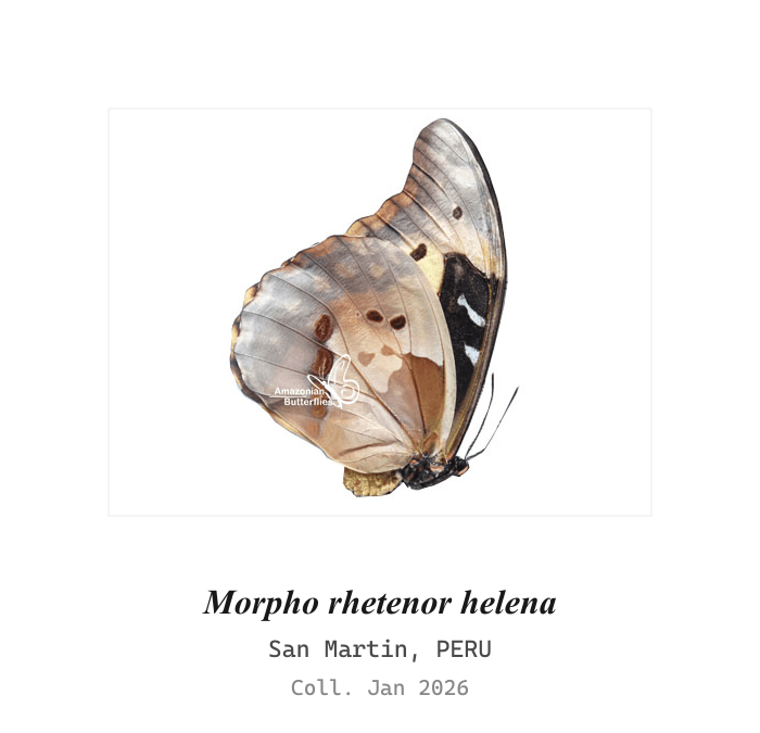 Helena Morpho