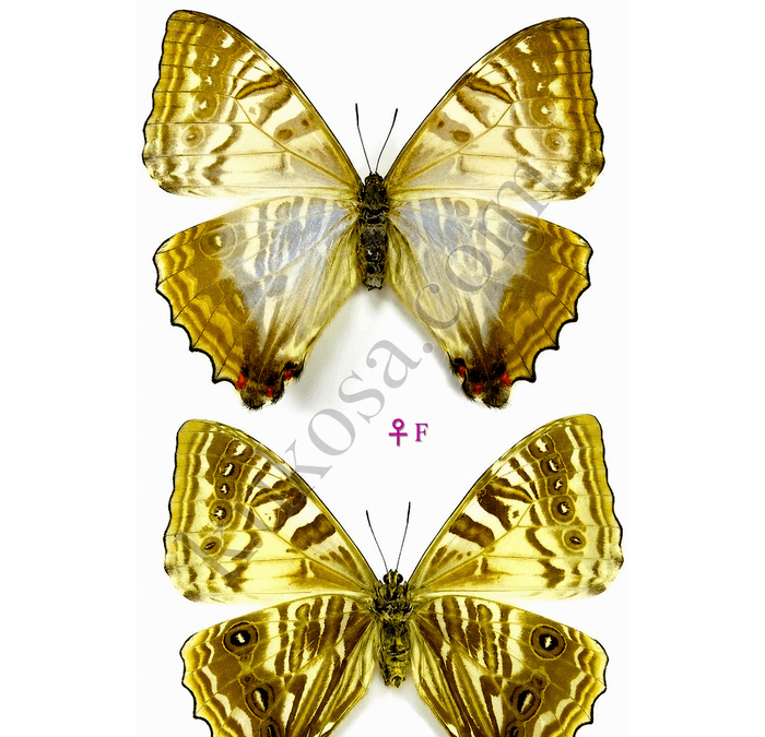 Sulkowsky's Morpho (Female)