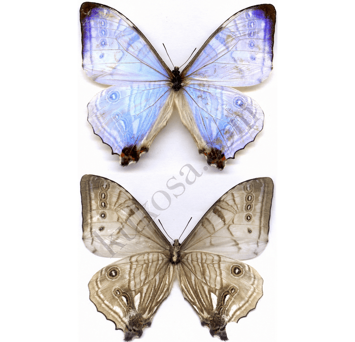 Sulkowsky's Morpho (Male)