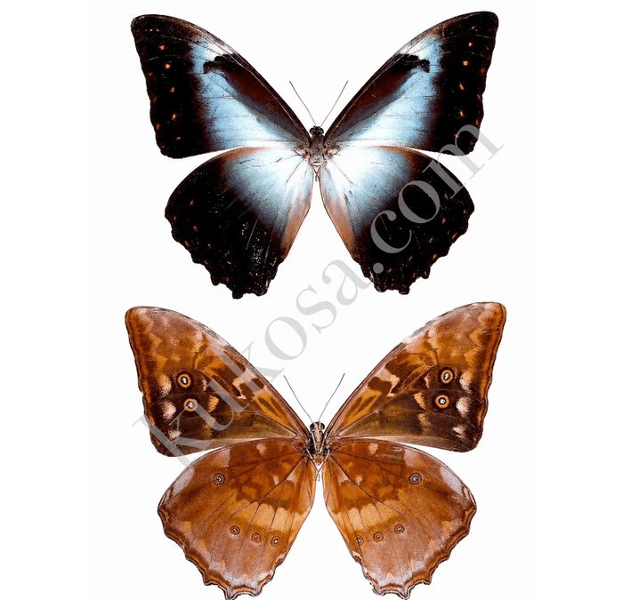 Morfo Telemachus (Azul)
