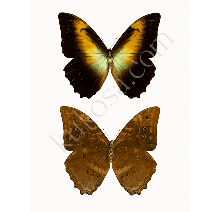 Telemachus Morpho (Brown)