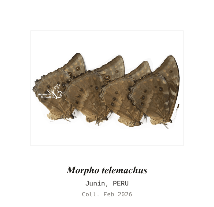 Telemachus 闪蝶