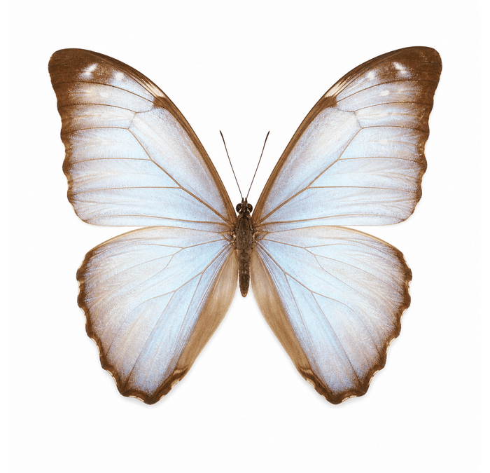 Zephyritis Morpho (Female)
