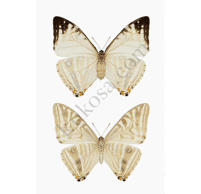 Morpho zephyritis (Hembra)