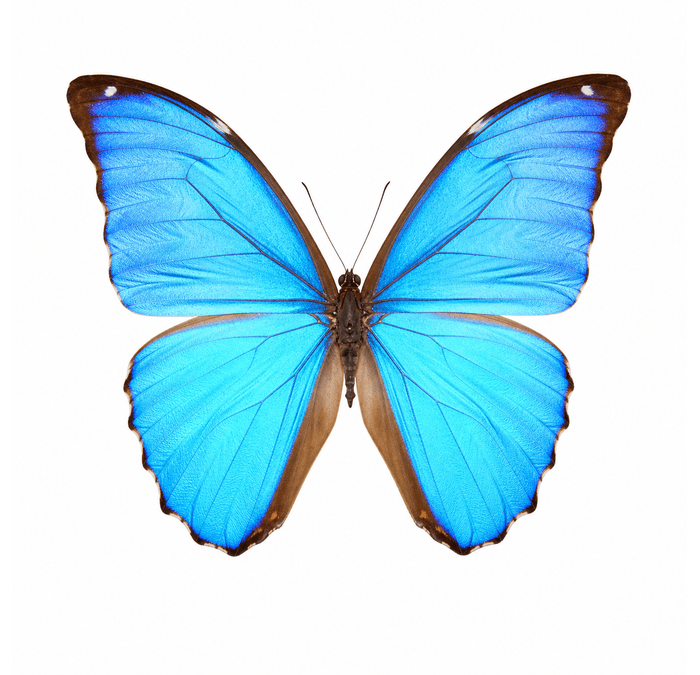 Zephyritis Morpho (Male)