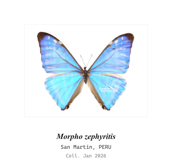 Morfo Zephyritis