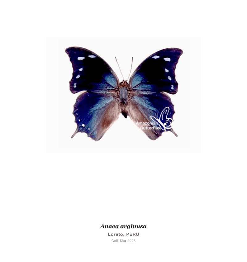 Arginusa Leafwing