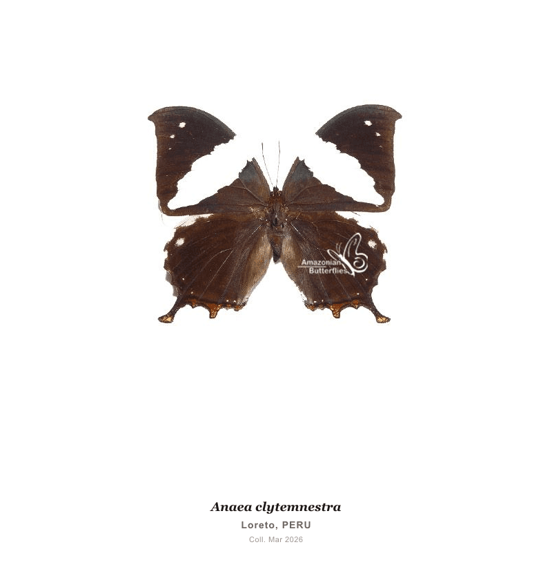 Clytemnestra Leafwing