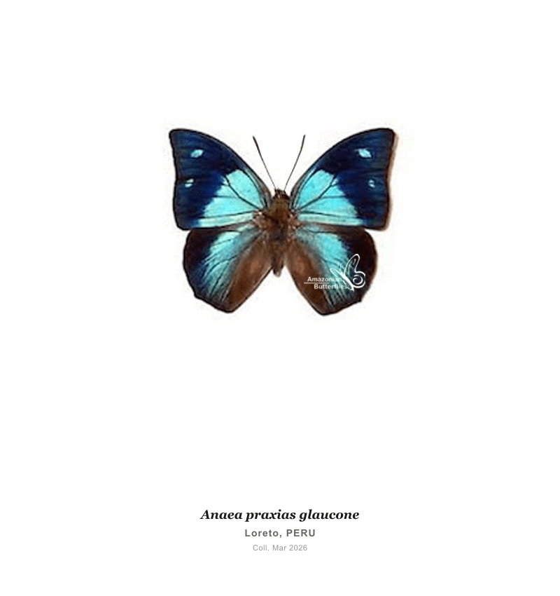 Praxias Leafwing