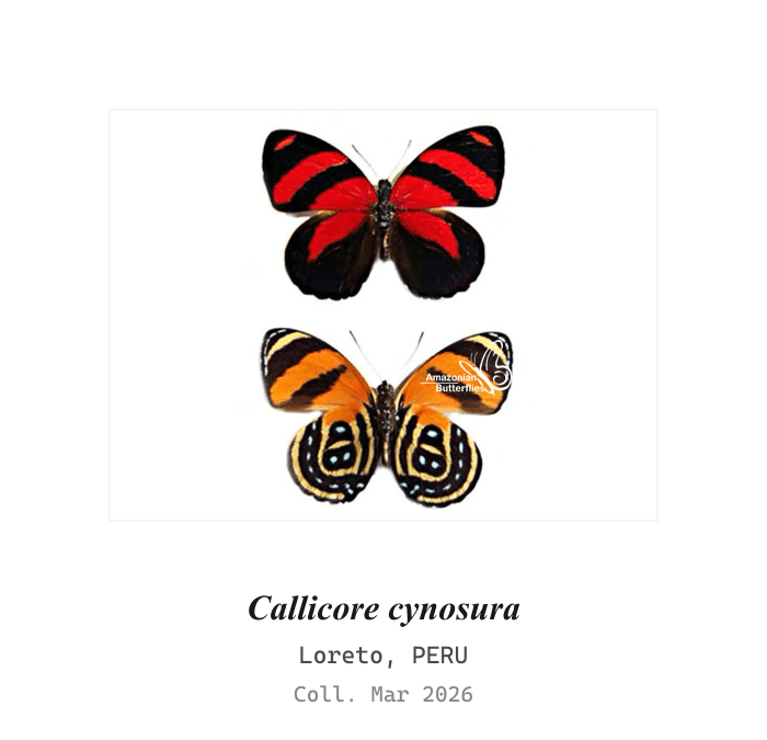 Cynosura Eighty-Eight