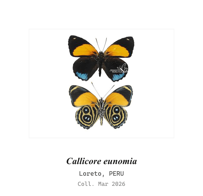 Eunomia Eighty-Eight