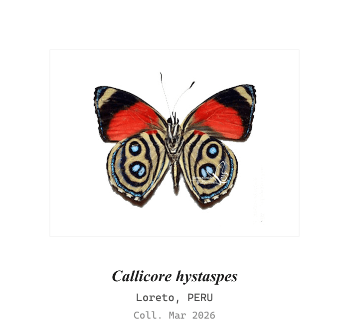 Hystaspes Eighty-Eight