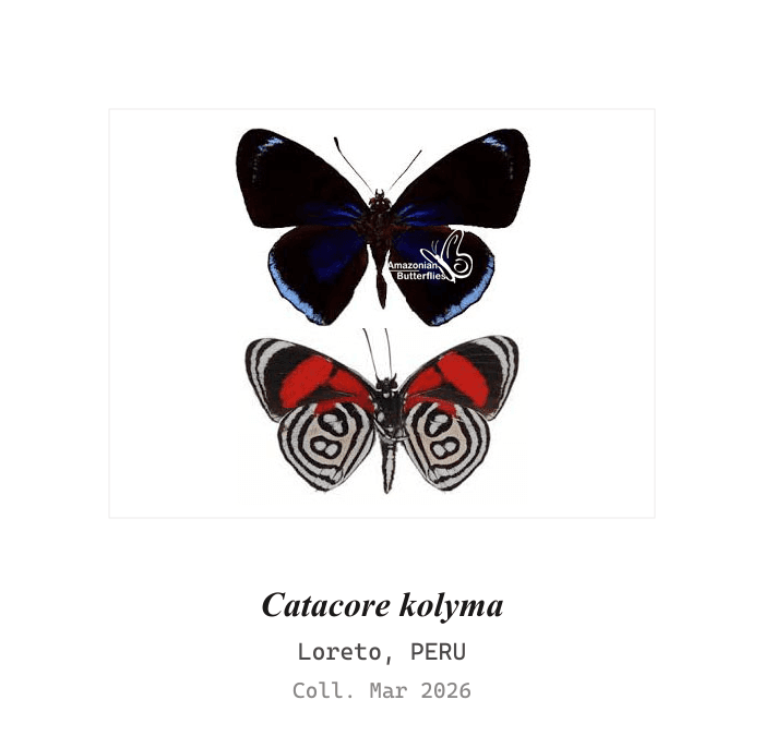 Kolyma Eighty-Eight