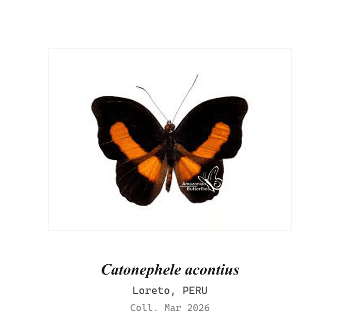 Acontius Banner