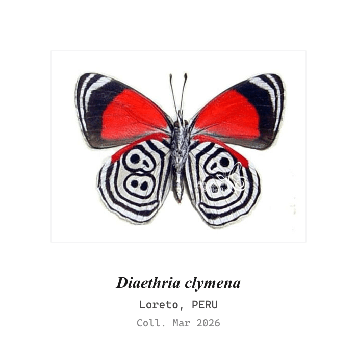 Clymena Eighty-Eight
