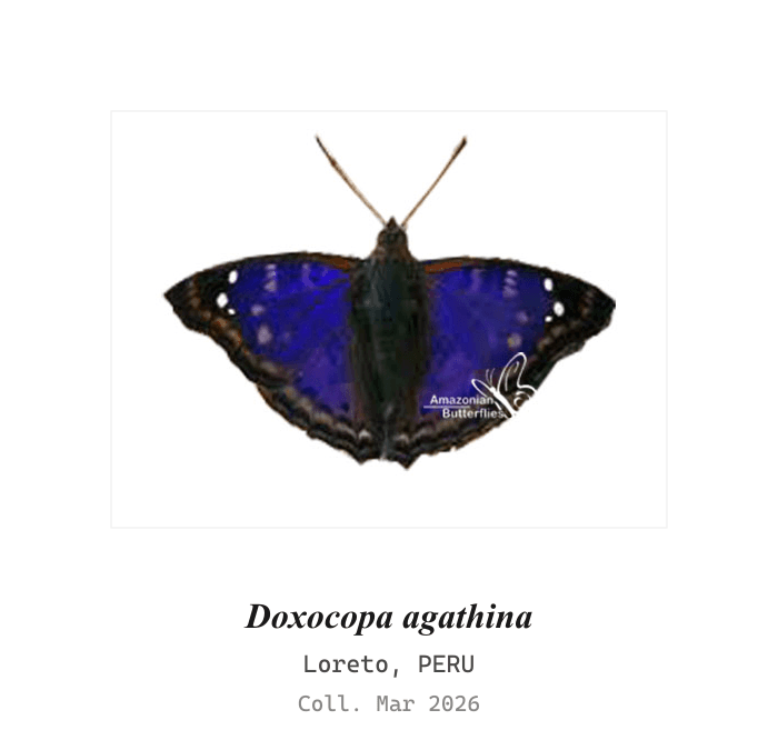 Agathina Emperor