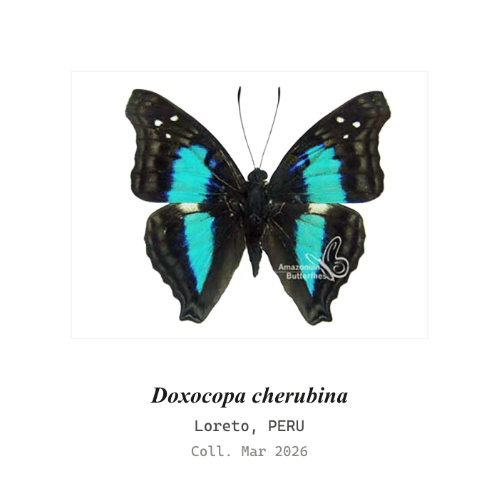 Emperatriz Cherubina