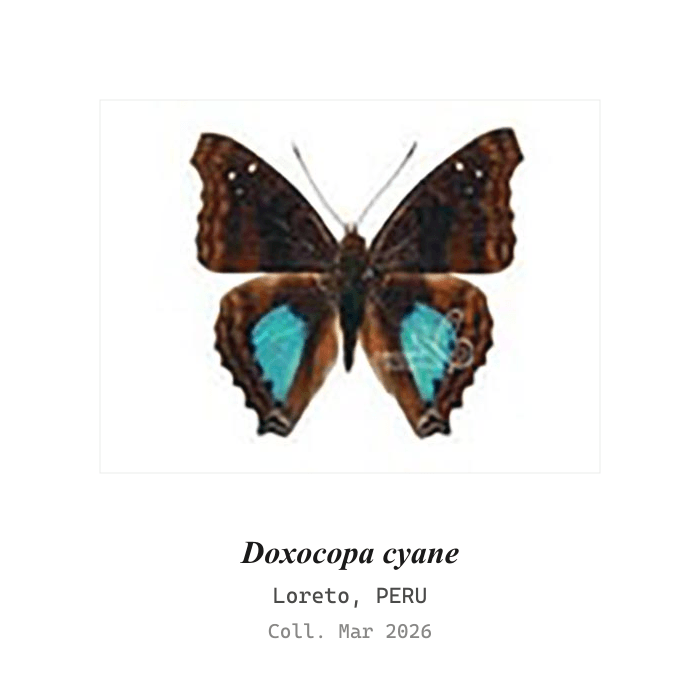 Cyane Emperor