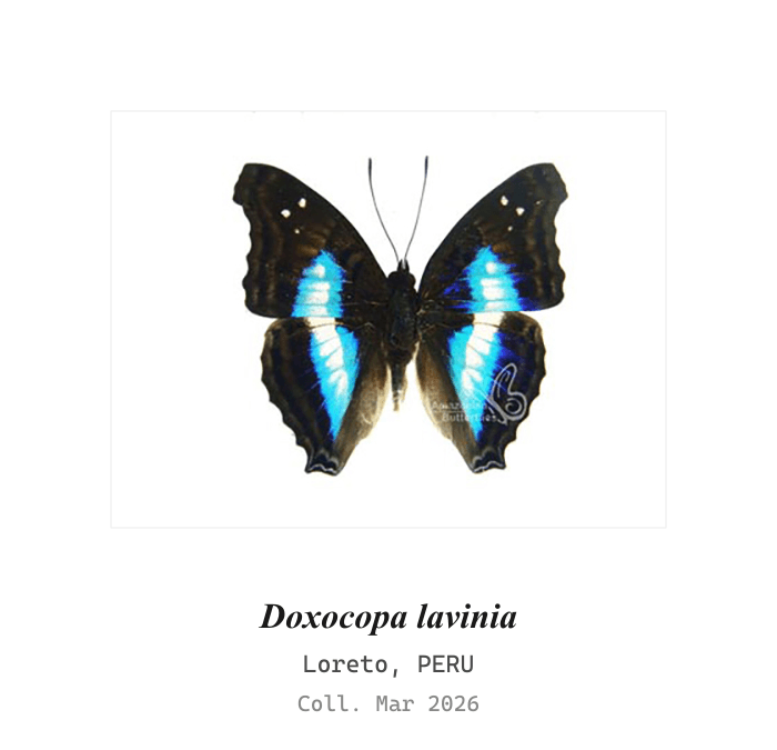 Lavinia Emperor