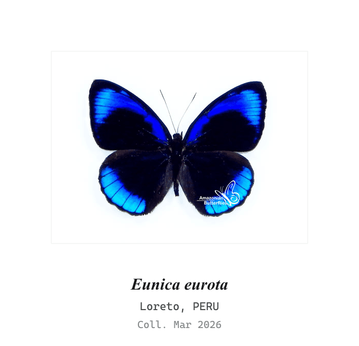 Eurota Purplewing