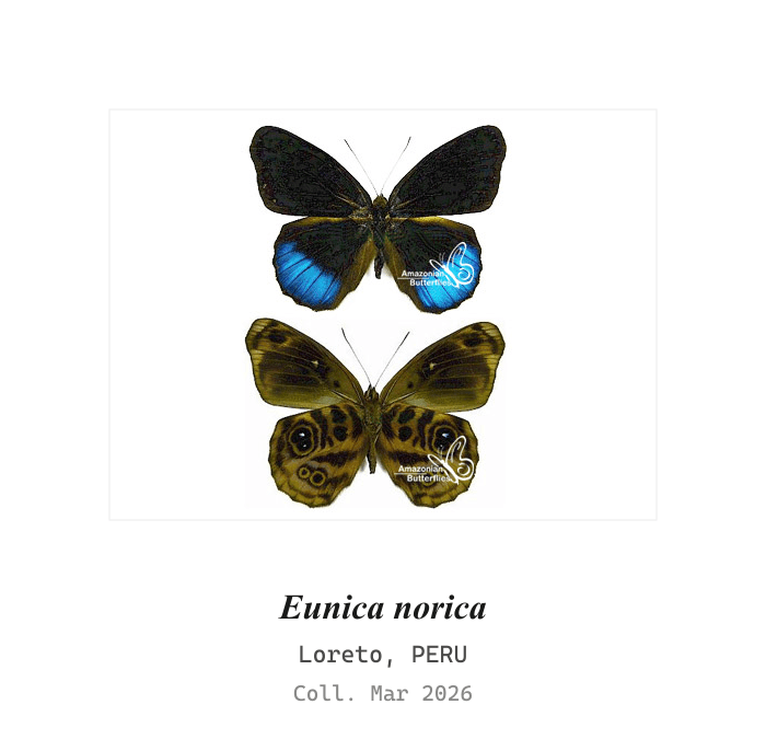 Norica Purplewing
