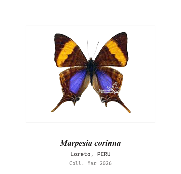 Corinna Daggerwing