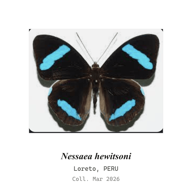 Ala de Olivo de Hewitson