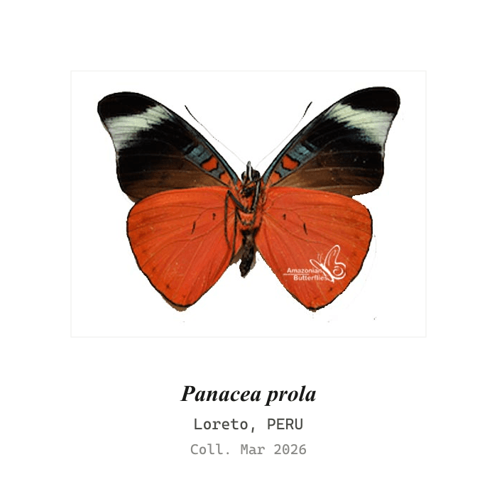 Prola Beauty