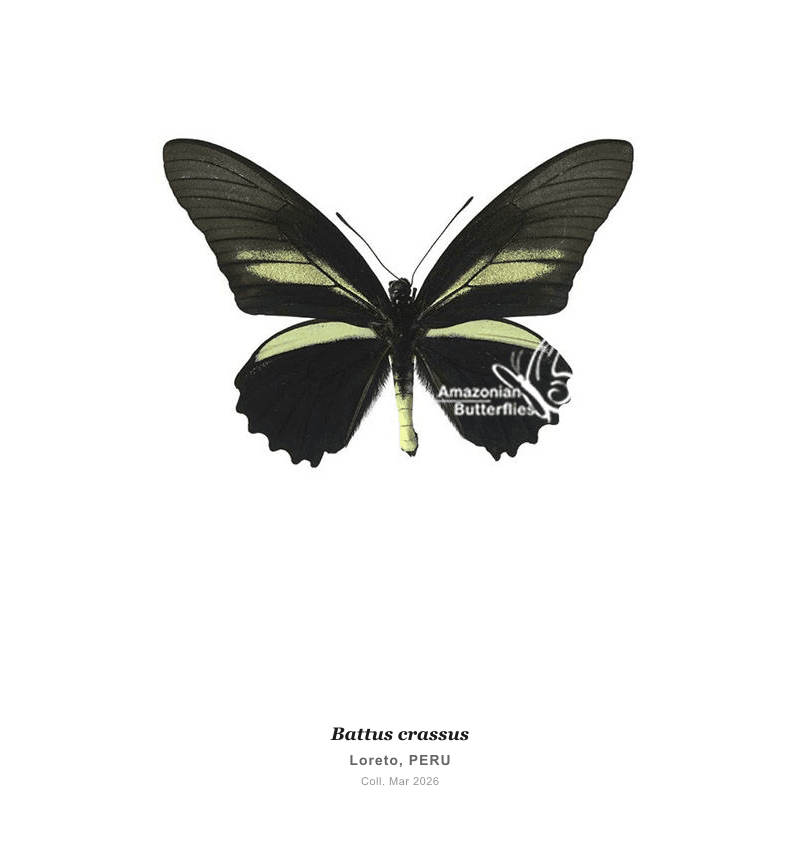 Crassus Swallowtail