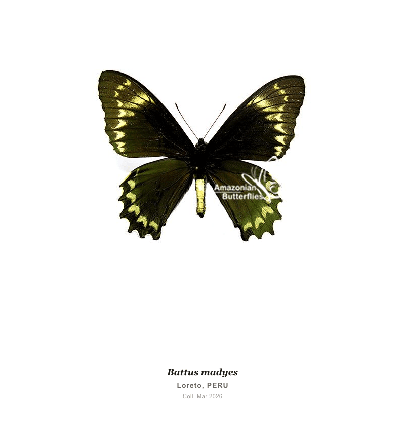 Cola de Golondrina Madyes