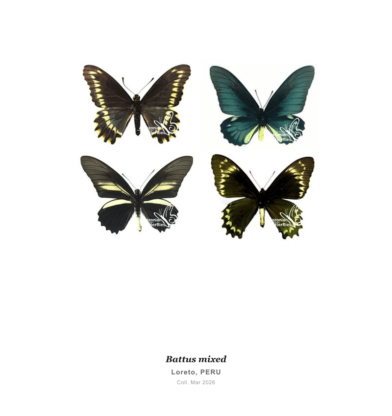 Mixed Battus Collection