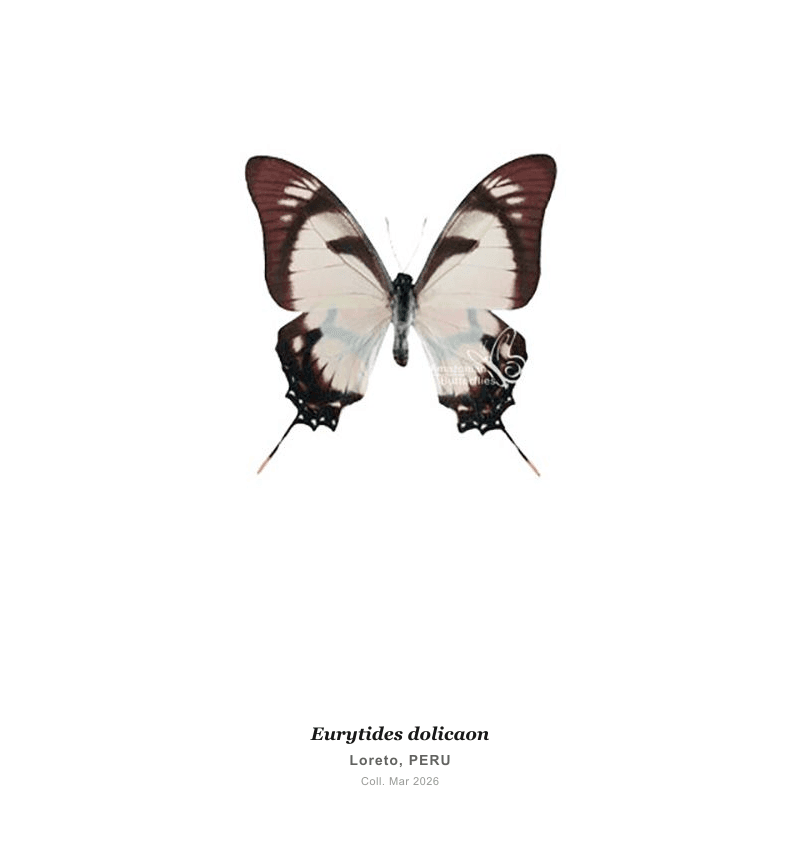 Dolicaon Swordtail