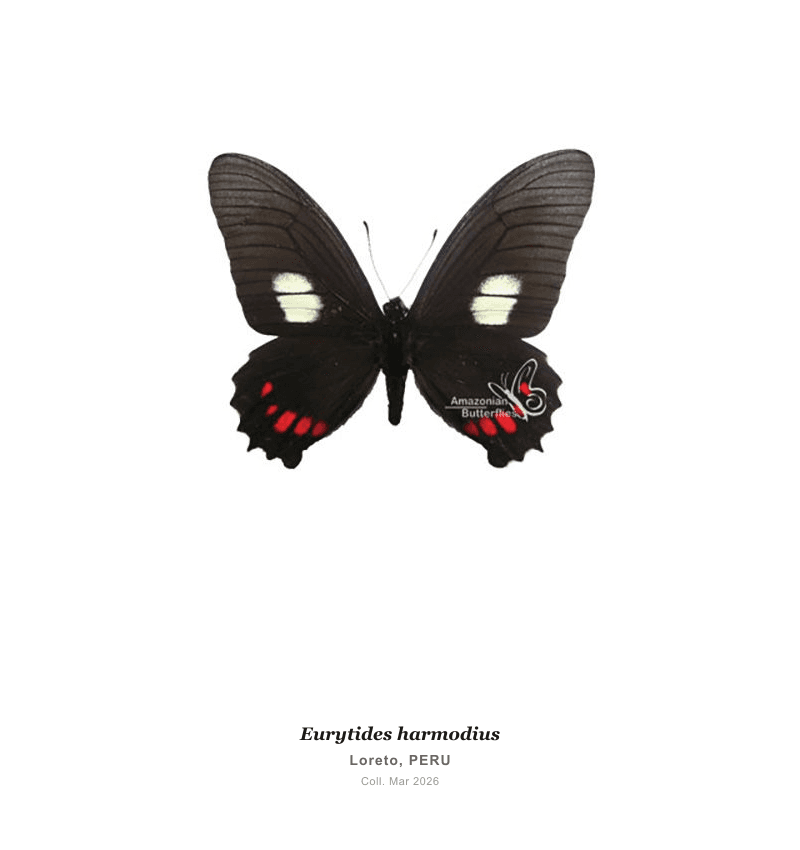 Harmodius Swordtail